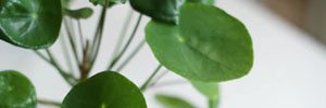 Productos naturales
